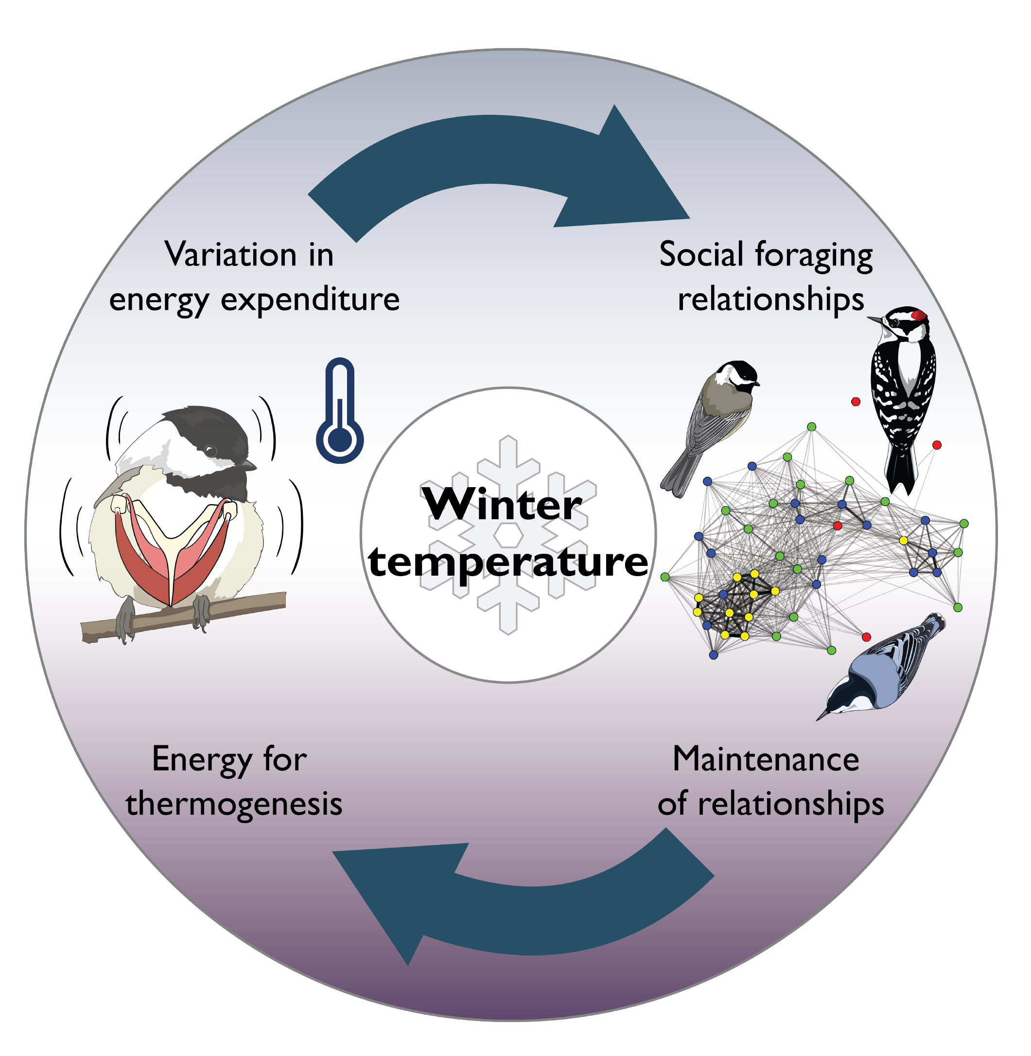Physiology And Social Network Dynamics Of Wintering Birds Shizuka Lab physiology-and-social-network-dynamics-of-wintering-birds-shizuka-lab