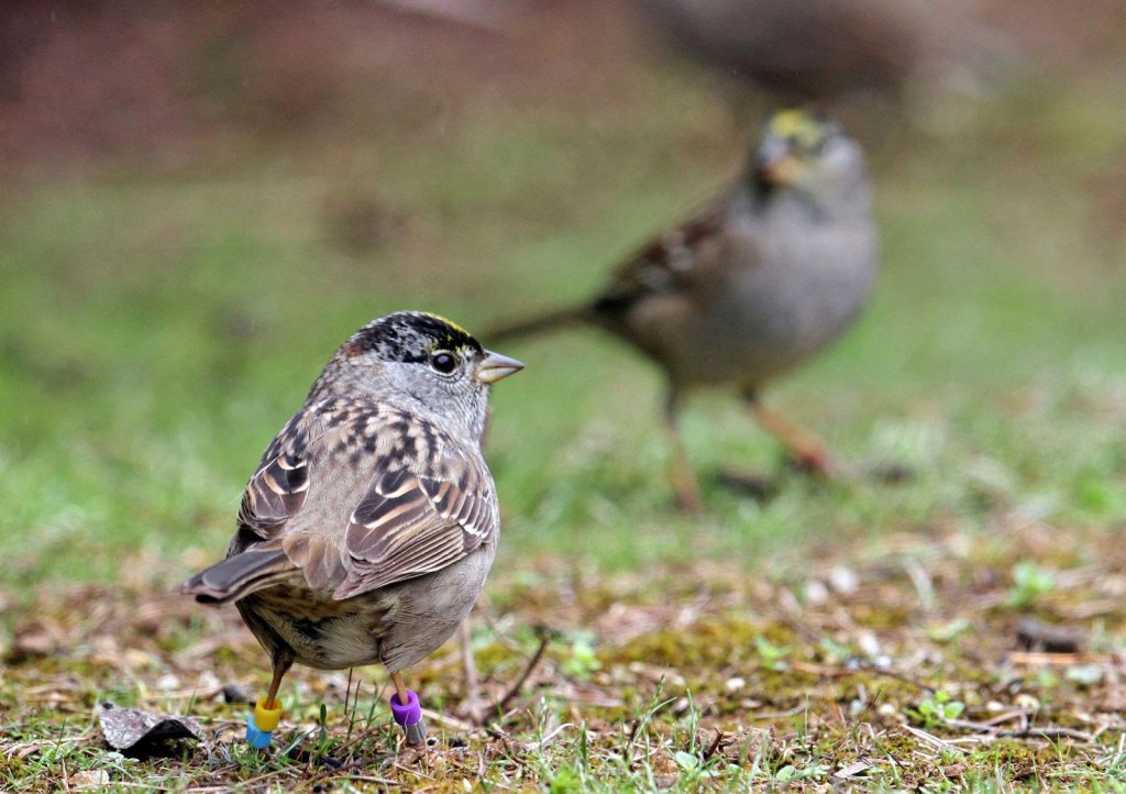 A golden-crowned sparrow in focus with color leg bands, and another golden-crowned sparrow out of focus in the background